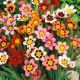 Sparaxis tricolor - mixed