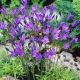 Triteleia Queen Fabiola
