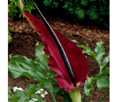 Dracunculus Vulgaris - 1ks