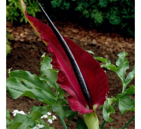 Dracunculus Vulgaris - 1ks
