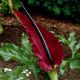 Dracunculus Vulgaris - 1ks
