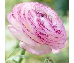 Ranunculus picotee Pink / 10ks v balení