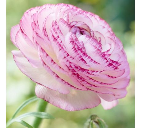 Ranunculus picotee Pink / 10ks v balení