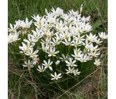 Zephiranthes candida