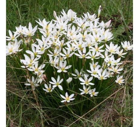 Zephiranthes candida