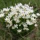Zephiranthes candida