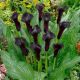 Zantedeschia - Schwarzwalder