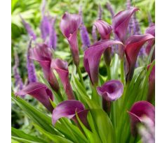 Zantedeschia - Violet