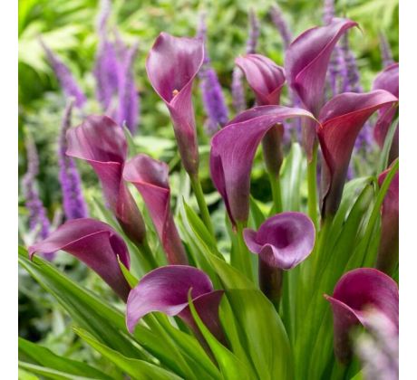 Zantedeschia - Violet