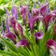 Zantedeschia - Violet