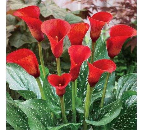 Zantedeschia - red