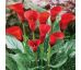 Zantedeschia - red