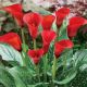 Zantedeschia - red