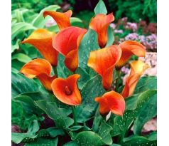 Zantedeschia - orange