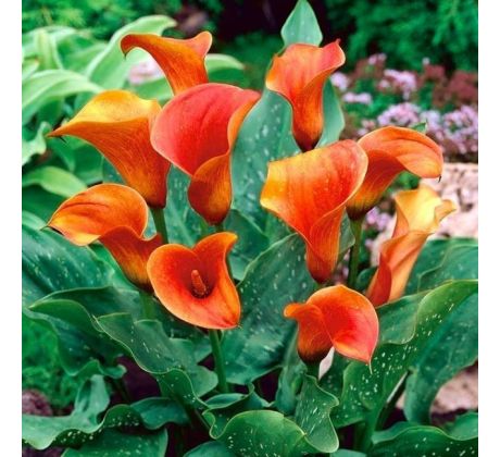 Zantedeschia - orange