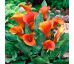 Zantedeschia - orange