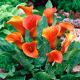 Zantedeschia - orange
