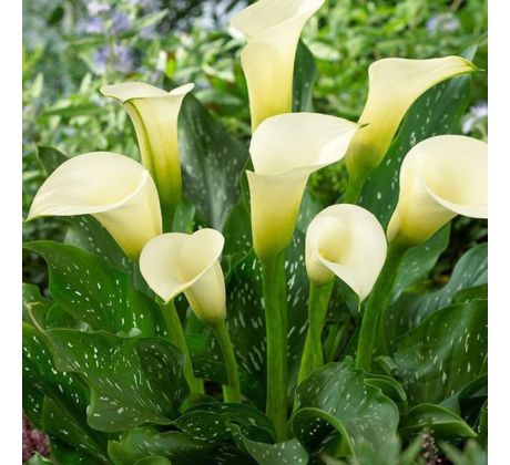 Zantedeschia - white