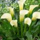 Zantedeschia - white