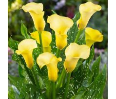 Zantedeschia - yellow