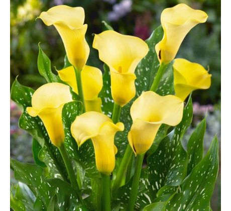 Zantedeschia - yellow