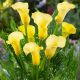Zantedeschia - yellow