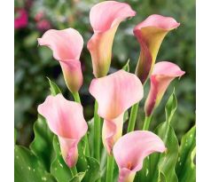 Zantedeschia - pink