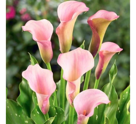 Zantedeschia - pink