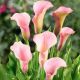 Zantedeschia - pink