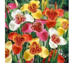 Tigridia pavonia - mixed