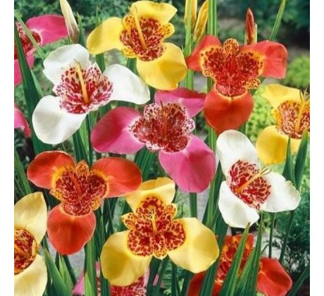 Tigridia pavonia - mixed