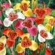 Tigridia pavonia - mixed