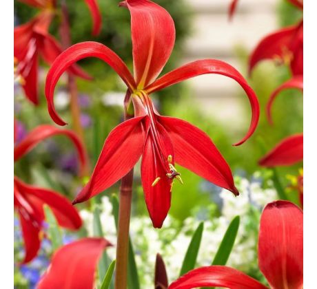 Sprekelia formosissima