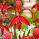 Sprekelia formosissima