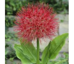 Scadoxus multiflorus