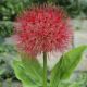 Scadoxus multiflorus
