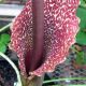 Sauromatum venosum