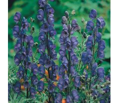 Aconitum blue