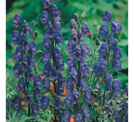 Aconitum blue