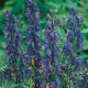 Aconitum blue