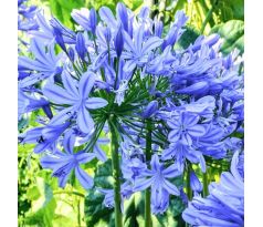 Agapanthus blue