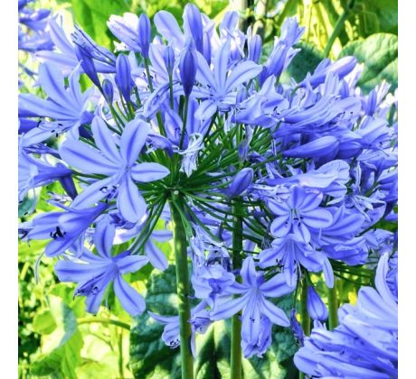 Agapanthus blue