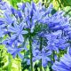 Agapanthus blue