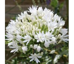 Agapanthus white