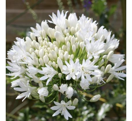 Agapanthus white