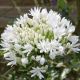 Agapanthus white