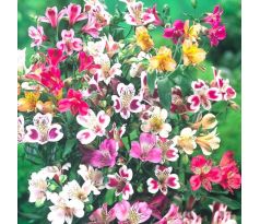 Alstroemeria mixed