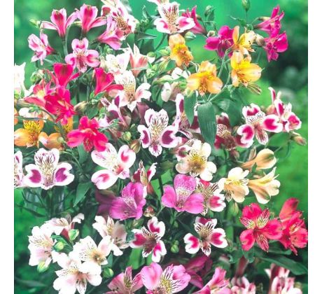 Alstroemeria mixed