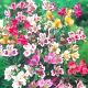 Alstroemeria mixed