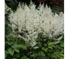 Astilbe - white